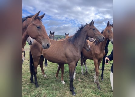 Trakehner, Gelding, 2 years, 16 hh, Brown
