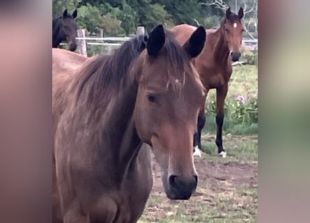 Trakehner, Gelding, 2 years, 16 hh, Brown