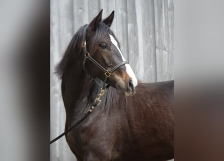 Trakehner, Gelding, 2 years, 16,1 hh, Smoky-Black