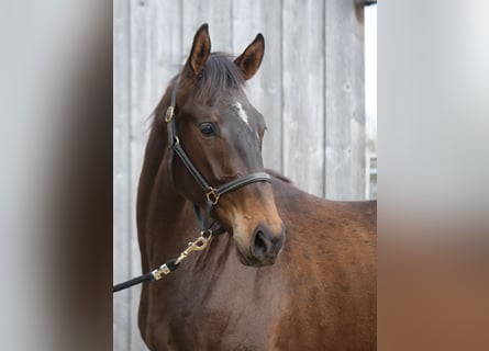 Trakehner, Gelding, 2 years, 16,2 hh