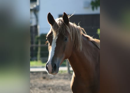 Trakehner, Gelding, 2 years, Chestnut-Red