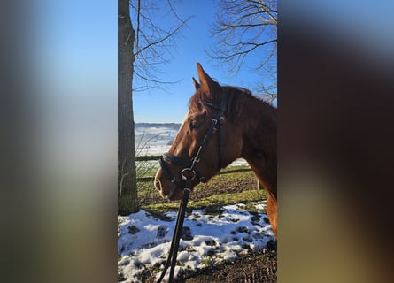 Trakehner, Gelding, 3 years, 14,3 hh, Chestnut-Red