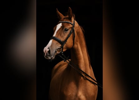 Trakehner, Gelding, 3 years, 16.1 hh, Chestnut-Red