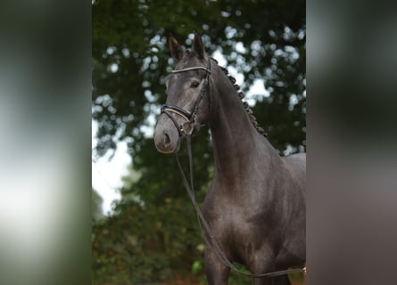 Trakehner, Gelding, 3 years, 16.1 hh, Gray