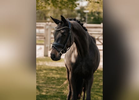 Trakehner, Gelding, 3 years, 16.1 hh, Smoky-Black