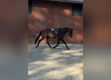 Trakehner, Gelding, 3 years, 16.2 hh, Brown