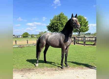 Trakehner, Gelding, 3 years, 16 hh, Grey-Dark-Tan