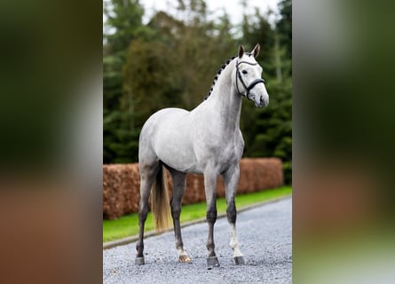 Trakehner, Gelding, 3 years, 16,1 hh, Gray