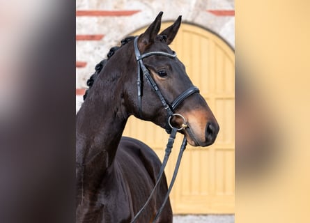 Trakehner, Gelding, 3 years, 16,2 hh, Smoky-Black