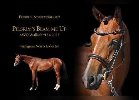 Trakehner, Gelding, 3 years, 17 hh, Brown