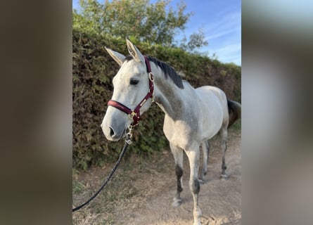 Trakehner, Gelding, 3 years, 17 hh, Gray