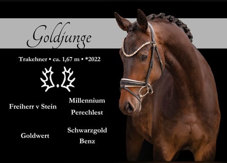 Trakehner, Gelding, 4 years, 16.1 hh, Bay-Dark