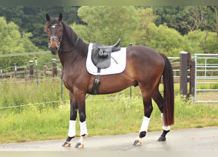 Trakehner, Gelding, 4 years, 16.1 hh, Bay-Dark