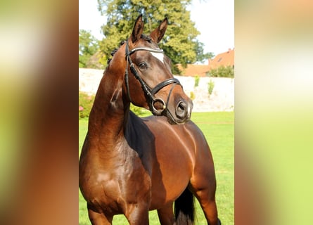 Trakehner, Gelding, 4 years, 16,1 hh, Brown