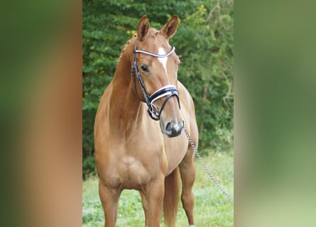 Trakehner, Gelding, 4 years, 16,1 hh, Chestnut-Red