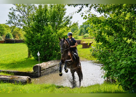 Trakehner, Gelding, 4 years, 16.1 hh, Smoky-Black