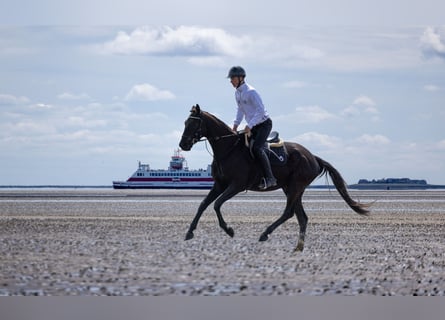 Trakehner, Gelding, 4 years, 16.1 hh, Smoky-Black
