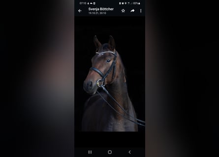 Trakehner, Gelding, 4 years, 16.2 hh, Bay-Dark