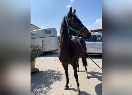 Trakehner, Gelding, 4 years, 16.2 hh, Brown