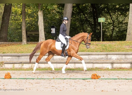 Trakehner, Gelding, 4 years, 16,2 hh, Chestnut-Red