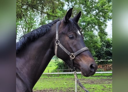 Trakehner, Gelding, 4 years, 16.2 hh