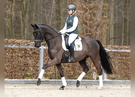 Trakehner, Gelding, 4 years, 16 hh, Bay-Dark