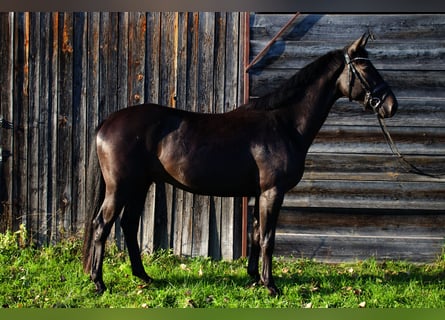Trakehner, Gelding, 4 years, 16 hh, Bay-Dark