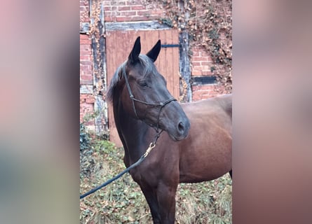 Trakehner, Gelding, 4 years, 16 hh, Black