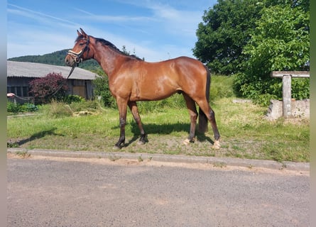 Trakehner, Gelding, 4 years, 16 hh, Brown