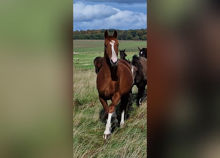 Trakehner, Gelding, 4 years, 16 hh, Chestnut-Red