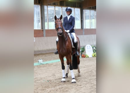 Trakehner, Gelding, 4 years, 16,1 hh, Brown
