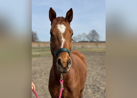 Trakehner, Gelding, 4 years, 16,1 hh, Chestnut-Red