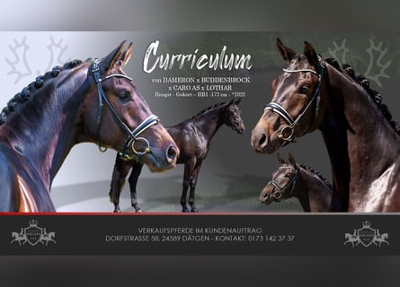 Trakehner, Gelding, 4 years, 16,3 hh, Smoky-Black