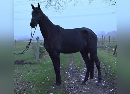 Trakehner, Gelding, 4 years, 17 hh, Black