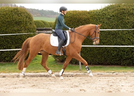 Trakehner, Gelding, 5 years, 16.1 hh, Chestnut-Red
