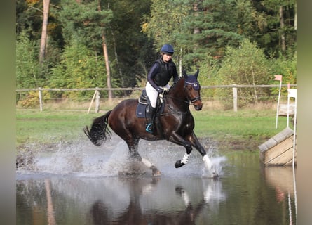 Trakehner, Gelding, 5 years, 16,2 hh, Bay-Dark