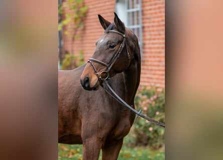 Trakehner, Gelding, 5 years, 16.2 hh, Brown