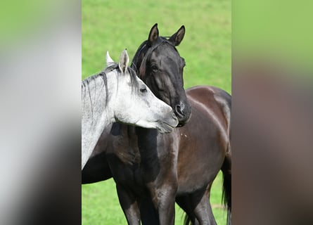 Trakehner, Gelding, 5 years, 16.3 hh, Smoky-Black