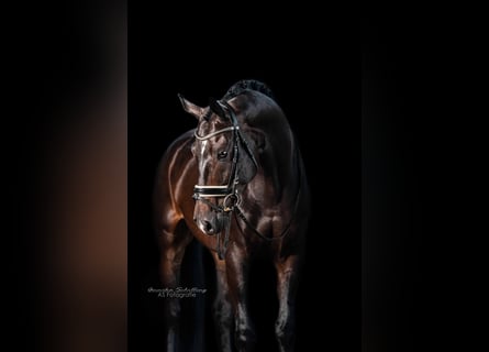 Trakehner, Gelding, 5 years, 16 hh, Bay-Dark