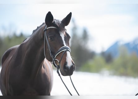 Trakehner, Gelding, 5 years, 16 hh