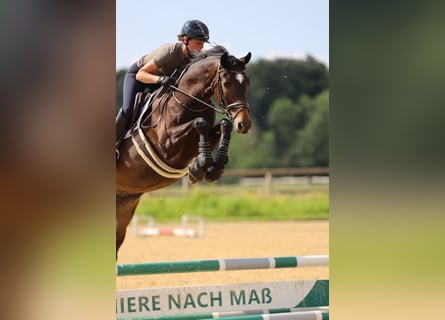 Trakehner, Gelding, 5 years, 16,1 hh, Bay-Dark