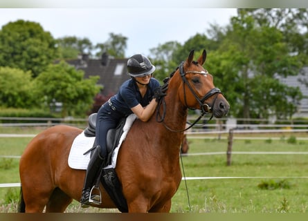 Trakehner, Gelding, 5 years, 16,1 hh, Brown