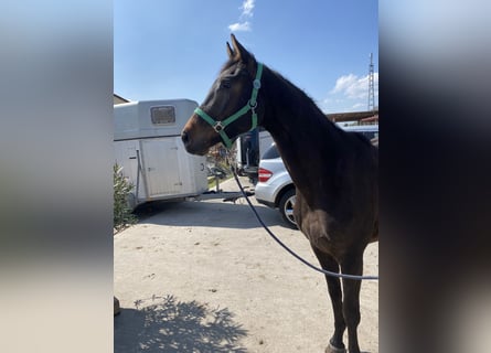 Trakehner, Gelding, 5 years, 16,2 hh, Brown