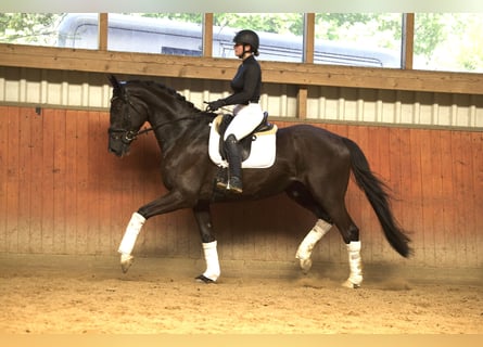 Trakehner, Gelding, 5 years, 17.1 hh, Smoky-Black