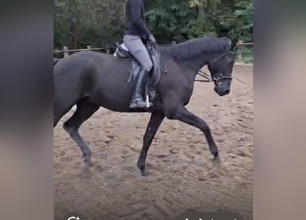 Trakehner, Gelding, 5 years, 17 hh, Black