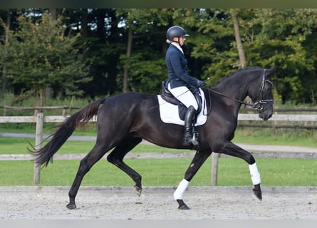 Trakehner, Gelding, 5 years, 17 hh, Black