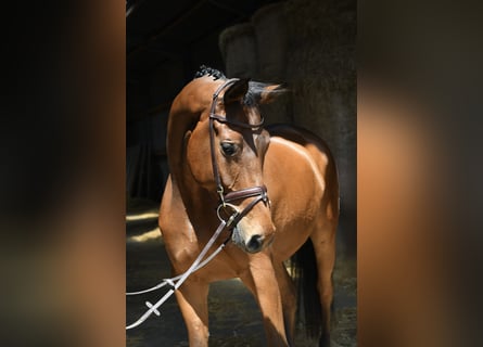 Trakehner, Gelding, 6 years, 16.1 hh, Brown