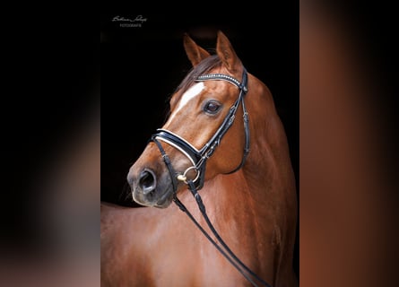 Trakehner, Gelding, 6 years, 16.1 hh, Chestnut-Red