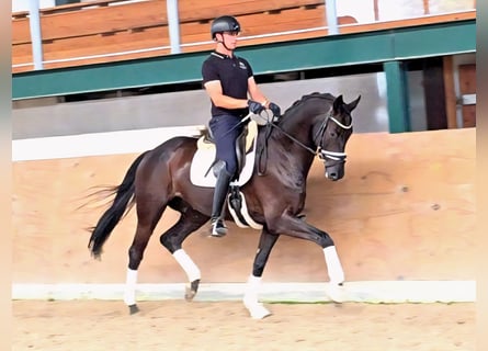 Trakehner, Gelding, 6 years, 16.3 hh, Smoky-Black