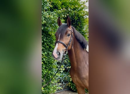 Trakehner, Gelding, 6 years, 16 hh, Pinto